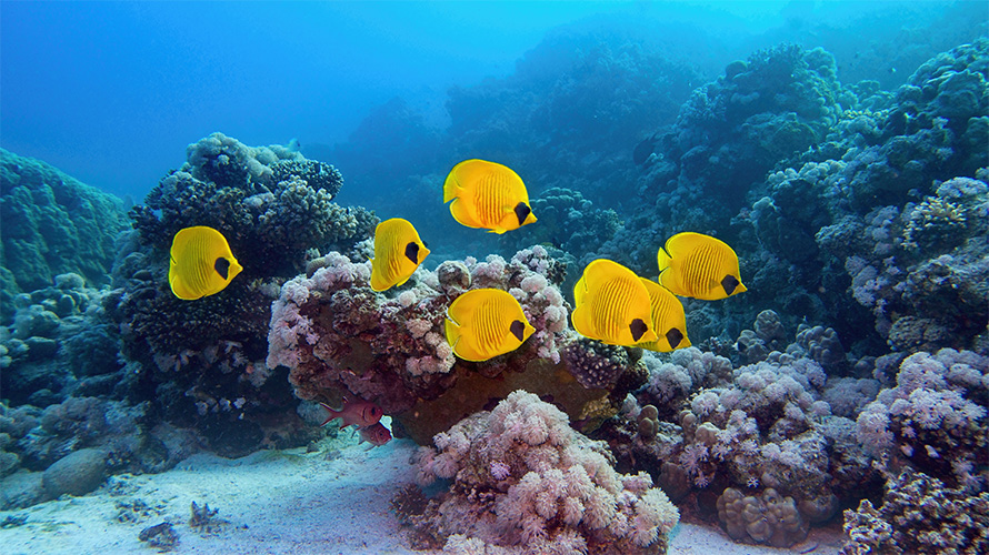 Yellow Tang swimming in ocean