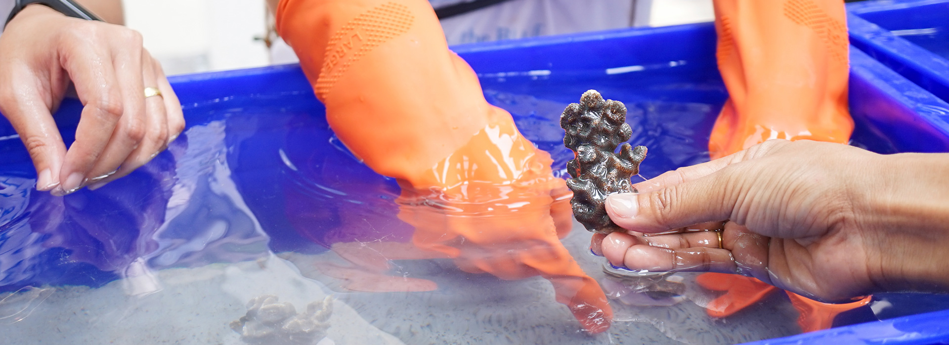 researchers cleaning a coral in a blue bin filled with water  