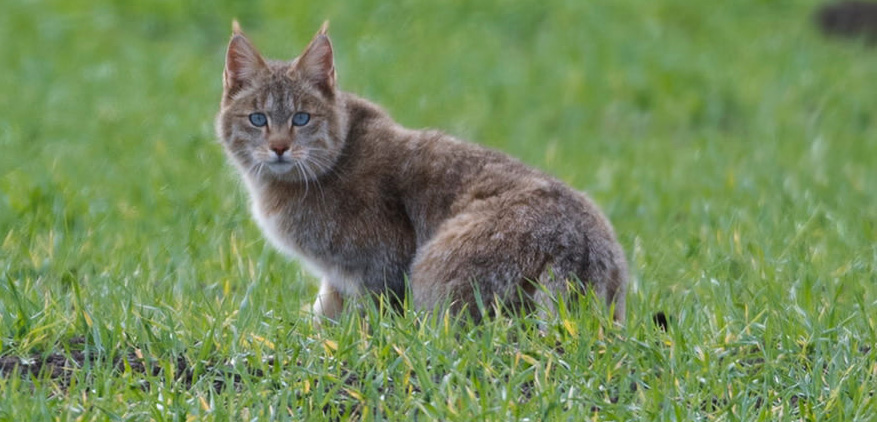 photo of bobcat in a grassy field