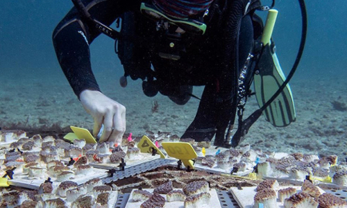 underwater sea diver collecting corals