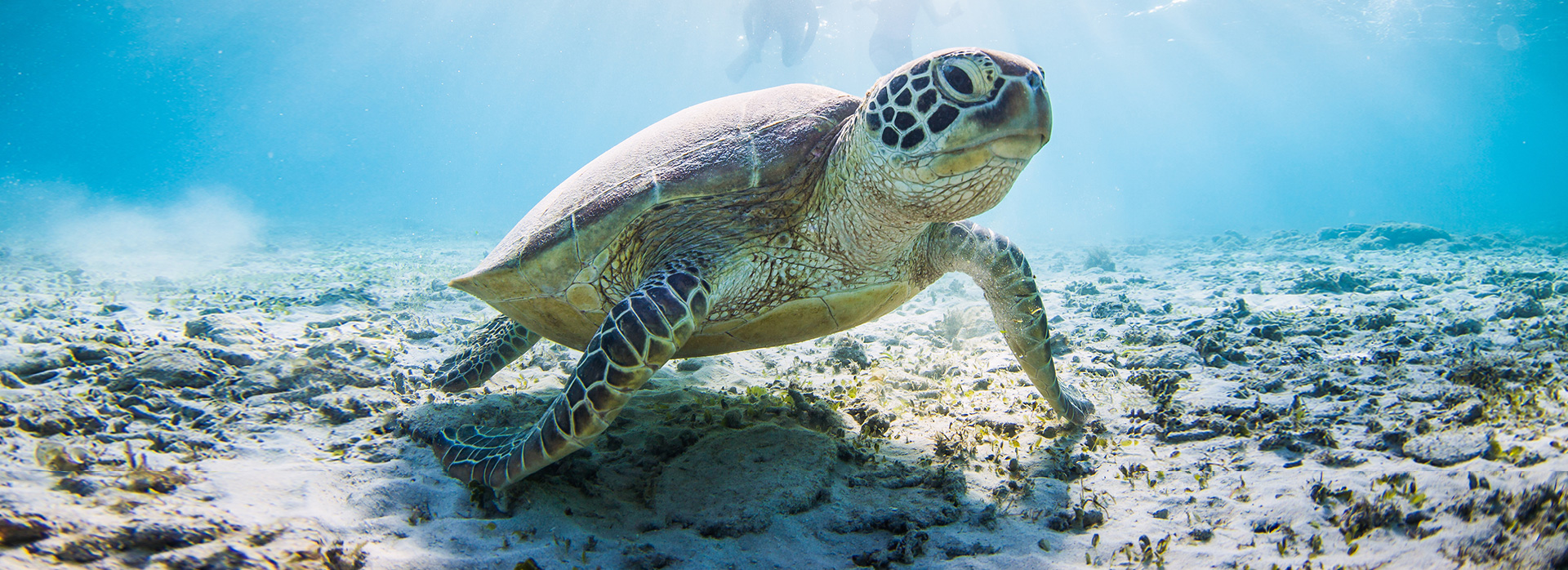 sea turtle in the deep blue sea