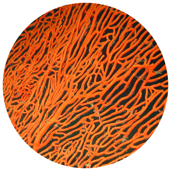 orange coral