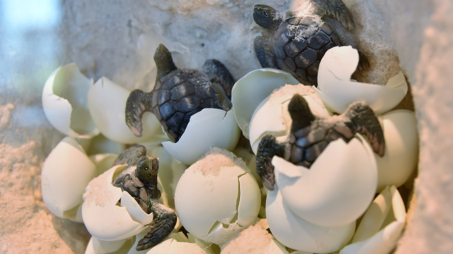 Sea turtles hatching from egg