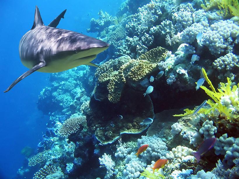 shark swimming across a reef