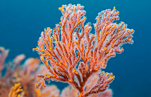 orange coral in ocean