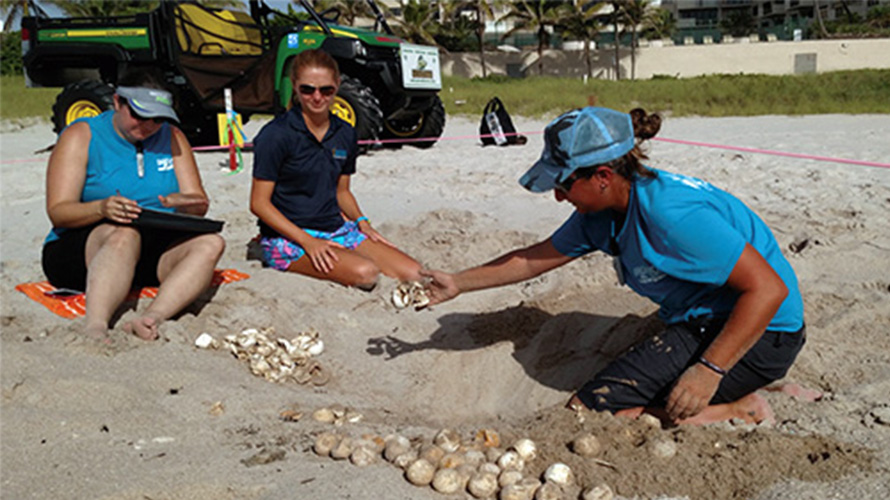 Halmos researchers picking turtle eggs on the beach