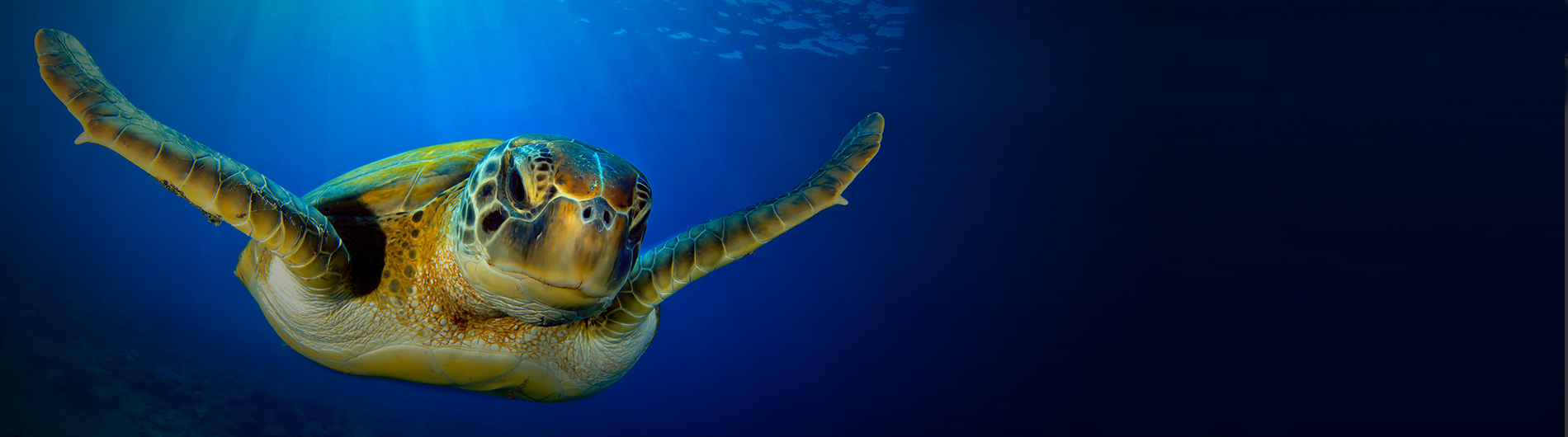 colorful banner with sea turtle in the ocean