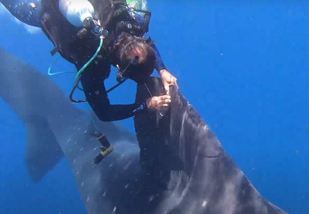 diver tagging a shark under water