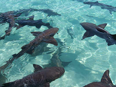 group of sharks circling in water