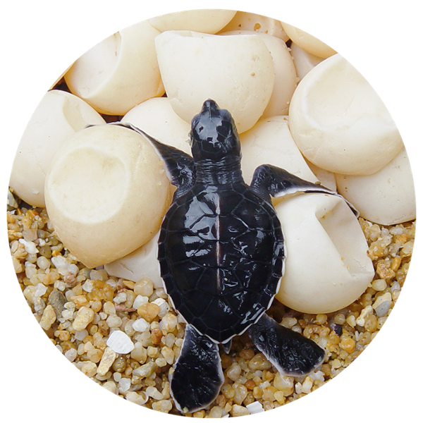 image of turtle with eggs