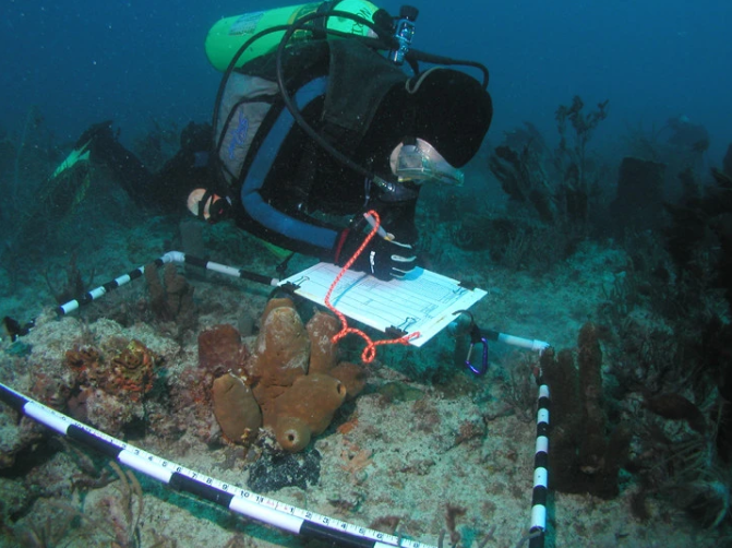 Diver conducting fieldwork