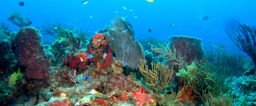 Florida's Coral Reef
