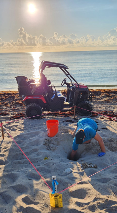 Conservation employee checking a sea turtle nest