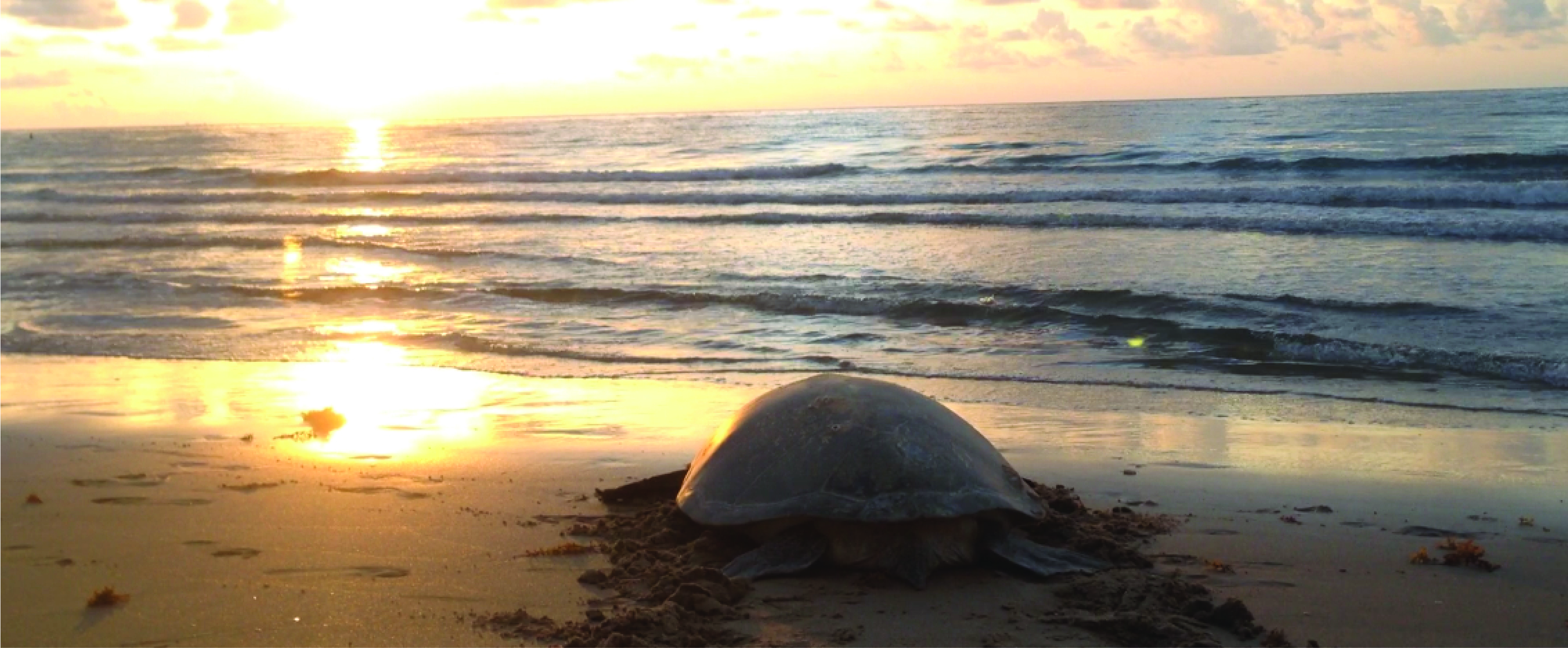 female sea turtle on beach