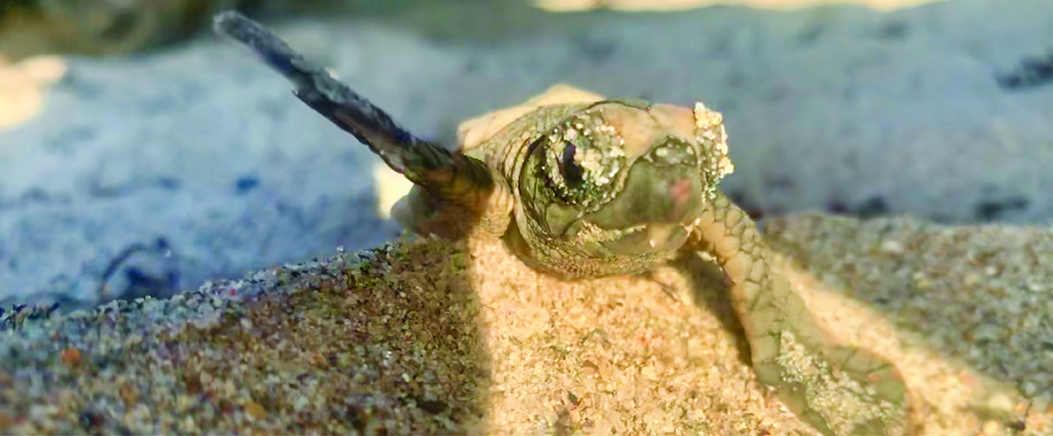 Sea turtle hatchling with fin up in a high five