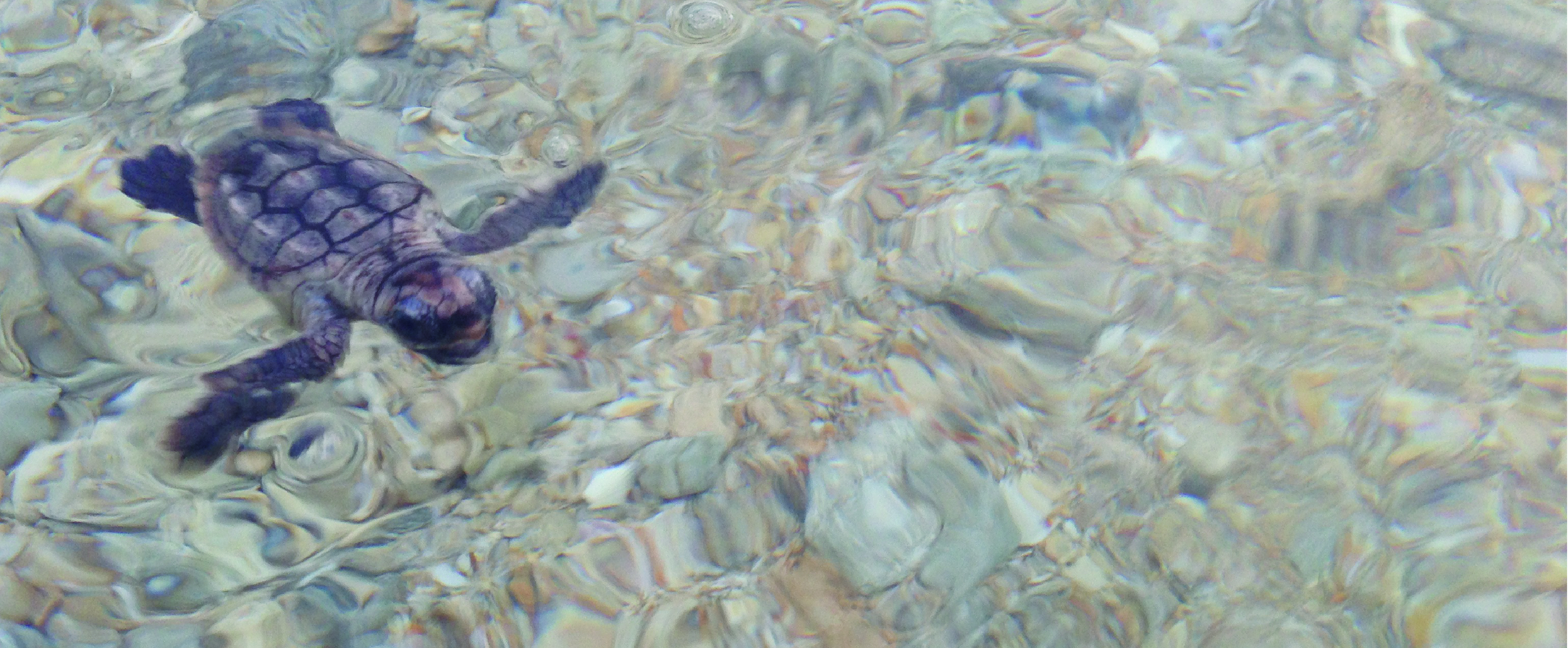 Sea turtle hatchling swimming