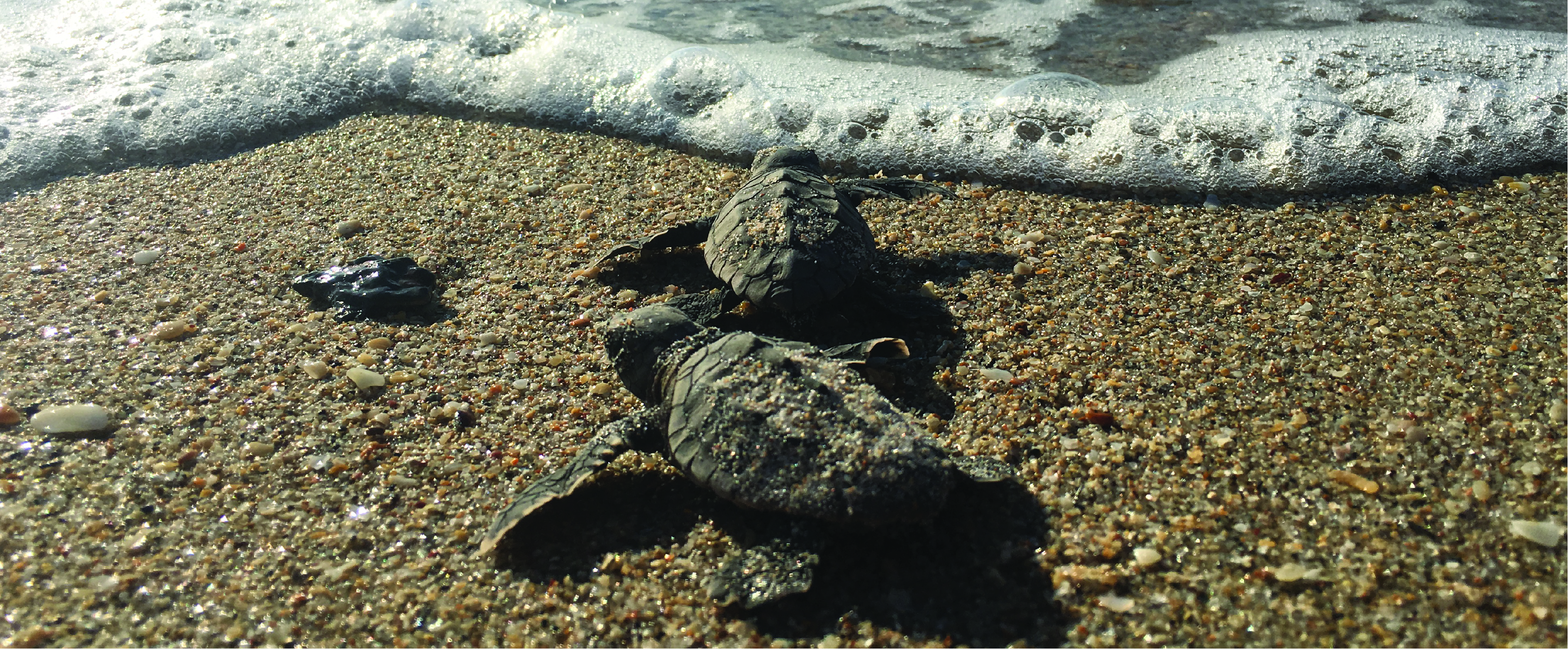 Two sea turtle hatchlings on beach