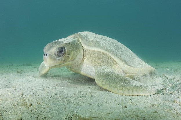 Australian Flatback