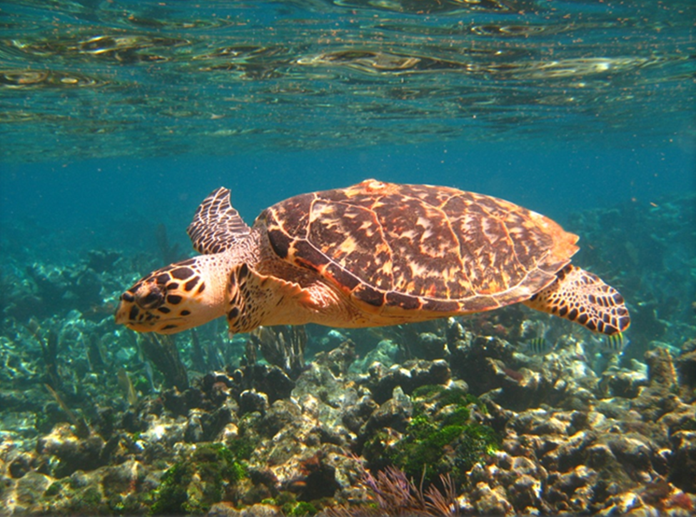 Hawksbill Sea Turtle