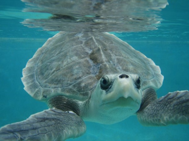 Kemp's Ridley Sea Turtle