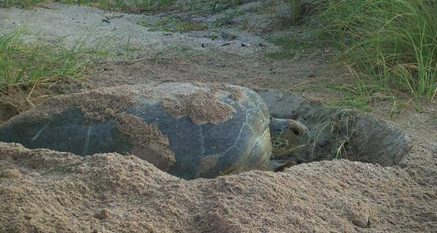 Adult sea turtle laying in sand