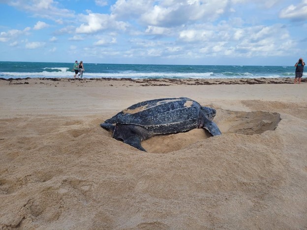 Leatherback Sea Turtle