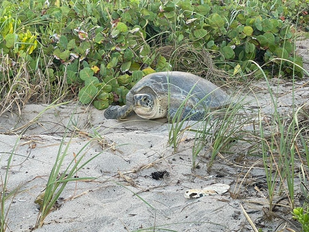 Green Sea Turtle
