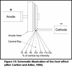 Figure 13: Schematic Illustration of the heel effect (after Carlton and Adler, 1996)